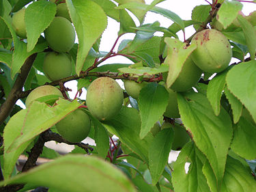 375px-Fruits_of_Japanese_plum[1]